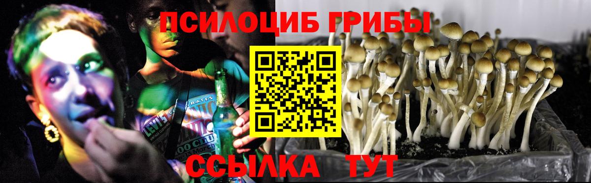 Псилоцибиновые грибы Psilocybe Брянск